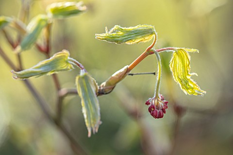 THE_PICTON_GARDEN_AND_OLD_COURT_NURSERIES_WORCESTERSHIRE_RED_FLOWERS_EMERGING_BUDS_LEAVES_FOLIAGE_OF