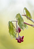 THE PICTON GARDEN AND OLD COURT NURSERIES, WORCESTERSHIRE: RED FLOWERS, EMERGING BUDS, LEAVES, FOLIAGE OF ACER JAPONICUM ACONITIFOLIUM, AGM, TREES, MARCH, SPRING