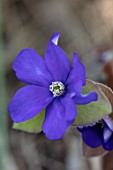 THE PICTON GARDEN AND OLD COURT NURSERIES, WORCESTERSHIRE: CLOSE UP OF BLUE, PURPLE FLOWERS OF HEPATICA X SCHLYTERI ASHWOOD HYBRID, SPRING, MARCH
