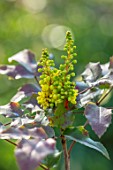 THE PICTON GARDEN AND OLD COURT NURSERIES, WORCESTERSHIRE: YELLOW SCENTED, FRAGRANT FLOWERS OF MAHONIA X WAGNERI MOSERI, SHRUBS, MARCH, SPRING