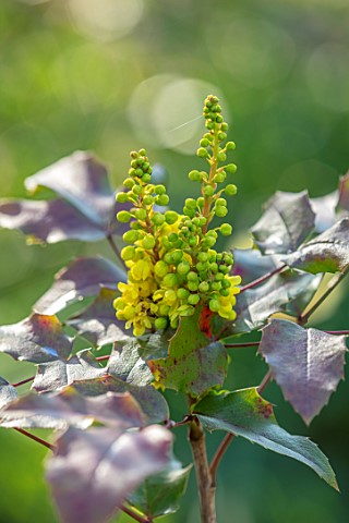THE_PICTON_GARDEN_AND_OLD_COURT_NURSERIES_WORCESTERSHIRE_YELLOW_SCENTED_FRAGRANT_FLOWERS_OF_MAHONIA_