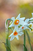THE PICTON GARDEN AND OLD COURT NURSERIES, WORCESTERSHIRE: CLOSE UP OF ORANGE, WHITE FLOWERS OF DAFFODILS, NARCISSUS EARLY SPLENDID, BULBS, MARCH