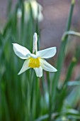 THE PICTON GARDEN AND OLD COURT NURSERIES, WORCESTERSHIRE: CLOSE UP OF WHITE, PALE YELLOW FLOWERS OF DAFFODILS, NARCISSUSQUEEN OF THE NORTH, BULBS, MARCH, 1908