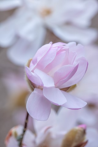 MORTON_HALL_GARDENS_WORCESTERSHIRE_CLOSE_UP_OF_PINK_FLOWERS_OF_MAGNOLIA_STELLATA_ALIXEED_TREES_APRIL