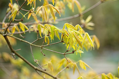 MORTON_HALL_GARDENS_WORCESTERSHIRE_EMERGING_UNFURLING_NEW_LEAVES_OF_ACER_TRIFLORUM_FOLIAGE_LEAVES_AC