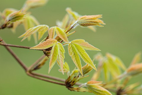 MORTON_HALL_GARDENS_WORCESTERSHIRE_EMERGING_UNFURLING_NEW_LEAVES_OF_ACER_TRIFLORUM_FOLIAGE_LEAVES_AC