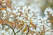 MORTON HALL GARDENS, WORCESTERSHIRE: PORTRAIT OF WHITE FLOWERS, BLOSSOM OF AMELANCHIER X GRANDIFLORA PRINCESS DIANA. BLOOMING, FLOWERING, APRIL, SPRING, TREES