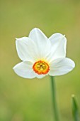 MORTON HALL GARDENS, WORCESTERSHIRE: CLOSE UP OF WHITE, CREAM, ORANGE FLOWERS OF DAFFODIL, NARCISSUS POETICUS ACTAEA, BULBS, SPRING, APRIL
