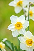 MORTON HALL GARDENS, WORCESTERSHIRE: CLOSE UP OF WHITE, CREAM, YELLOW FLOWERS OF DAFFODIL, NARCISSUS JAMESTOWN, BULBS, SPRING, APRIL