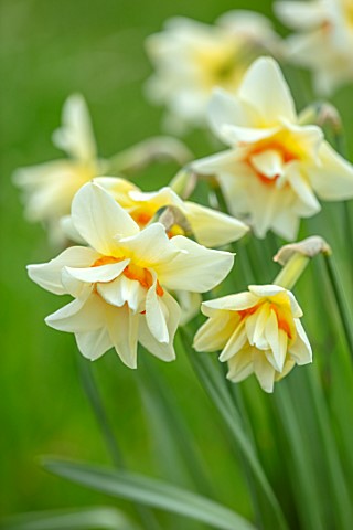 MORTON_HALL_GARDENS_WORCESTERSHIRE_CLOSE_UP_OF_CREAM_ORANGE_YELLOW_FLOWERS_OF_UNKNOWN_VARIETY_OF_DAF