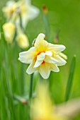 MORTON HALL GARDENS, WORCESTERSHIRE: CLOSE UP OF CREAM, ORANGE YELLOW FLOWERS OF UNKNOWN VARIETY OF DAFFODIL, NARCISSUS, BULBS, SPRING, APRIL