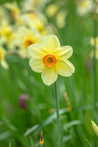 MORTON_HALL_GARDENS_WORCESTERSHIRE_CLOSE_UP_OF_YELLOW_ORANGE_YELLOW_FLOWERS_OF_UNKNOWN_VARIETY_OF_DA