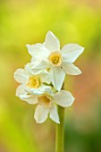 ESKER FARM DAFFODILS, COU TYRONE, NORTHERN IRELAND: CLOSE UP OF CREAM, PALE ROSE PINK FLOWERS OF DAFFODIL, NARCISSUS FENCOURT JEWEL , BULBS, SPRING, FLOWERING, BLOOMING