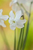 ESKER FARM DAFFODILS, COU TYRONE, NORTHERN IRELAND: CLOSE UP OF WHITE FLOWERS OF DAFFODIL, NARCISSUS XIT, BULBS, SPRING, FLOWERING, BLOOMING