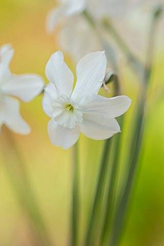 ESKER_FARM_DAFFODILS_COU_TYRONE_NORTHERN_IRELAND_CLOSE_UP_OF_WHITE_FLOWERS_OF_DAFFODIL_NARCISSUS_XIT