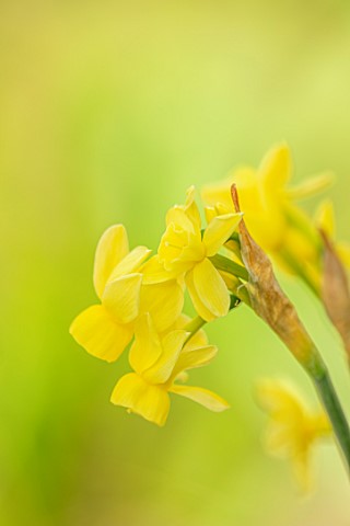 ESKER_FARM_DAFFODILS_COU_TYRONE_NORTHERN_IRELAND_CLOSE_UP_OF_PALE_YELLOW_FLOWERS_OF_DAFFODIL_NARCISS
