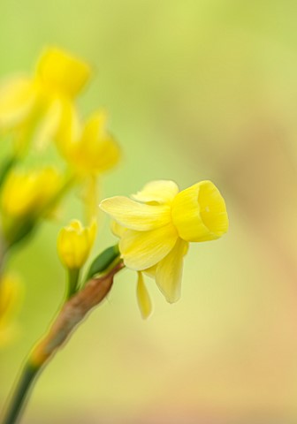 ESKER_FARM_DAFFODILS_COU_TYRONE_NORTHERN_IRELAND_CLOSE_UP_OF_PALE_YELLOW_FLOWERS_OF_DAFFODIL_NARCISS