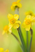 ESKER FARM DAFFODILS, COUNTY TYRONE, NORTHERN IRELAND: CLOSE UP OF PALE YELLOW FLOWERS OF DAFFODIL, NARCISSUS LITTLE RUSKY, BULBS, SPRING