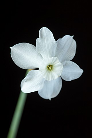 ESKER_FARM_DAFFODILS_COUNTY_TYRONE_NORTHERN_IRELAND_CLOSE_UP_OF_WHITE_FLOWERS_OF_DAFFODIL_NARCISSUS_