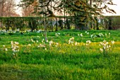 MORTON HALL GARDENS, WORCESTERSHIRE: DAFFODILS, NARCISSUS CRAGFORD, MEADOW, PARKLAND, DAWN, SUNRISE, MARCH, SPRING, BULBS