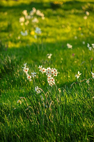 MORTON_HALL_GARDENS_WORCESTERSHIRE_DAFFODILS_NARCISSUS_CRAGFORD_MEADOW_PARKLAND_DAWN_SUNRISE_MARCH_S