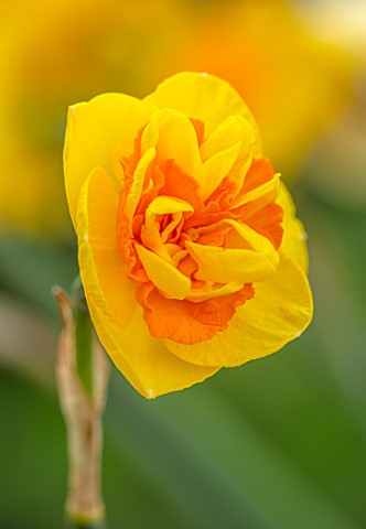 ESKER_FARM_DAFFODILS_COU_TYRONE_NORTHERN_IRELAND_CLOSE_UP_OF_FLOWERS_OF_DAFFODIL_NARCISSUS