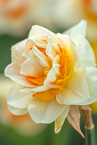 ESKER_FARM_DAFFODILS_COU_TYRONE_NORTHERN_IRELAND_CLOSE_UP_OF_FLOWERS_OF_DAFFODIL_NARCISSUS_RONGOITI_