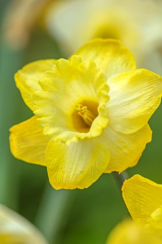 ESKER_FARM_DAFFODILS_COU_TYRONE_NORTHERN_IRELAND_CLOSE_UP_OF_YELLOW_FLOWERS_OF_DAFFODIL_NARCISSUS_LU