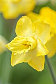 ESKER FARM DAFFODILS, COU TYRONE, NORTHERN IRELAND: CLOSE UP OF YELLOW FLOWERS OF DAFFODIL, NARCISSUS LUMINOSITY