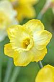 ESKER FARM DAFFODILS, COU TYRONE, NORTHERN IRELAND: CLOSE UP OF YELLOW FLOWERS OF DAFFODIL, NARCISSUS LUMINOSITY
