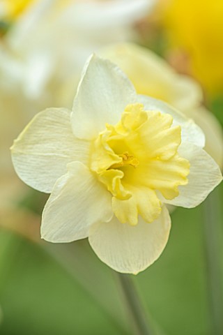ESKER_FARM_DAFFODILS_COU_TYRONE_NORTHERN_IRELAND_CLOSE_UP_OF_YELLOW_FLOWERS_OF_DAFFODIL_NARCISSUS_LU