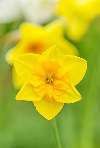 ESKER_FARM_DAFFODILS_COU_TYRONE_NORTHERN_IRELAND_CLOSE_UP_OF_FLOWERS_OF_DAFFODIL_NARCISSUS_MINNOWLET