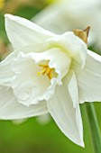 ESKER FARM DAFFODILS, COU TYRONE, NORTHERN IRELAND: CLOSE UP OF WHITE FLOWERS OF DAFFODIL, NARCISSUS CATARACT
