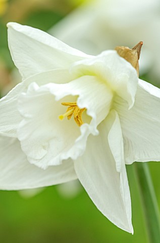 ESKER_FARM_DAFFODILS_COU_TYRONE_NORTHERN_IRELAND_CLOSE_UP_OF_WHITE_FLOWERS_OF_DAFFODIL_NARCISSUS_CAT
