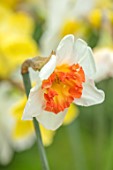 ESKER FARM DAFFODILS, COU TYRONE, NORTHERN IRELAND: CLOSE UP OF WHITE, ORANGE, YELLOW FLOWERS OF DAFFODIL, NARCISSUS SHRIMP BOAT