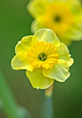 ESKER FARM DAFFODILS, COUNTY TYRONE, NORTHERN IRELAND: CLOSE UP OF PALE YELLOW FLOWERS OF DAFFODIL, NARCISSUS LITTLE RUSKY, BULBS, SPRING