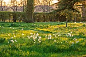 MORTON HALL GARDENS, WORCESTERSHIRE: DAFFODILS, NARCISSUS CRAGFORD, MEADOW, PARKLAND, DAWN, MARCH, SPRING, BULBS