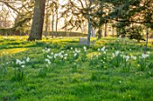 MORTON HALL GARDENS, WORCESTERSHIRE: DAFFODILS, NARCISSUS, MEADOW, PARKLAND, DAWN, MARCH, SPRING, BULBS, BENCHES, SEATS