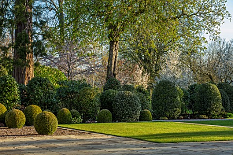MORTON_HALL_GARDENS_WORCESTERSHIRE_CLIPPED_TOPIARY_BOX_BALLS_AMELANCHIER_PRINCES_DIANA__LAWN_SPRING_