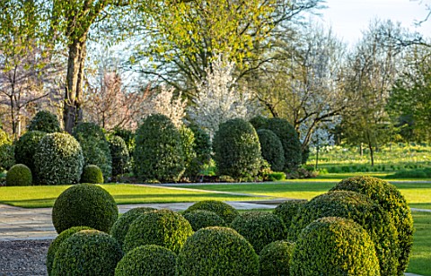 MORTON_HALL_GARDENS_WORCESTERSHIRE_CLIPPED_TOPIARY_BOX_BALLS_AMELANCHIER_PRINCES_DIANA__LAWN_SPRING_