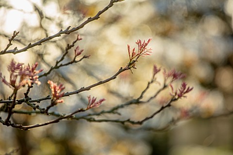 MORTON_HALL_GARDENS_WORCESTERSHIRE_EMERGING_PINK_LEAVES_OF_KOELREUTERIA_PANICULATA_IN_SPRING_GOLDEN_