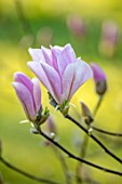 MORTON HALL GARDENS, WORCESTERSHIRE: CLOSE UP PORTRAIT OF PINK FLOWERS OF MAGNOLIA, TREES, SHRUBS, DECIDUOUS, SPRING, APRIL, SCENT, SCENTED, FRAGRANT