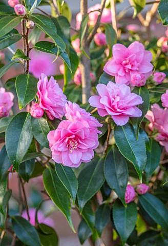 MORTON_HALL_GARDENS_WORCESTERSHIRE_CLOSE_UP_PORTRAIT_OF_PALE_PINK_FLOWERS_OF_CAMELLIA_NICKY_CRISP_SH