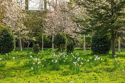 MORTON_HALL_GARDENS_WORCESTERSHIRE_SPRING_APRIL_MEADOW_NARCISSUS_DAFFODILS_SNAKES_HEAD_FRITILLARIES_
