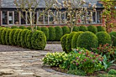 MORTON HALL GARDENS, WORCESTERSHIRE: HELLEBORES, CLIPPED TOPIARY BOX, BUXUS, PEAR WILLIAMS BON CHRETIEN, SPRING, APRIL