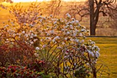 MORTON HALL GARDENS, WORCESTERSHIRE: WEST GARDEN SPRING, APRIL, WHITE FLOWERS OF VIBURNUM BURKWOODII, SUNSET