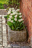 MORTON HALL GARDENS, WORCESTERSHIRE: WEST GARDEN SPRING, APRIL, WHITE FLOWERS OF TULIPS, TULIPA SIGNATURE, IN STONE CONTAINER, TROUGH