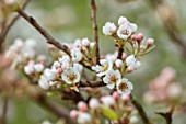 MORTON HALL GARDENS, WORCESTERSHIRE: CLOSE UP WHITE, PINK FLOWERS OF PEAR WILLIAMS BON CHRETIEN, TREES, SPRING, BLOSSOM, APRIL, DECIDUOUS