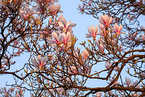MORTON_HALL_GARDENS_WORCESTERSHIRE_CLOSE_UP_WHITE_PINK_FLOWERS_OF_MAGNOLIA_X_SOULANGEANA_TREES_SPRIN