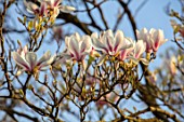 MORTON HALL GARDENS, WORCESTERSHIRE: CLOSE UP WHITE, PINK FLOWERS OF MAGNOLIA X SOULANGEANA. TREES, SPRING, BLOSSOM, APRIL